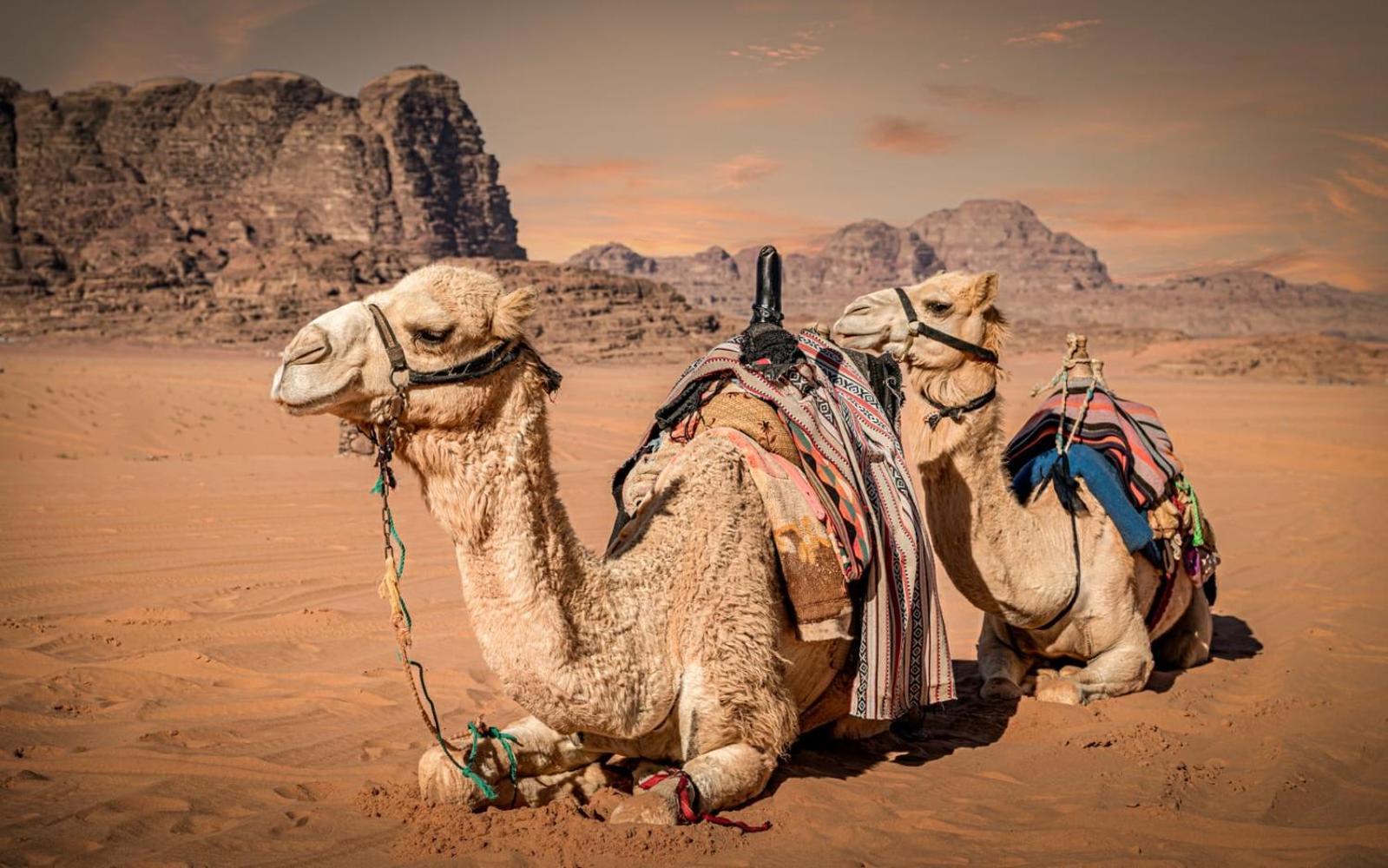 Hotel Bedouin Life Camp à Wadi Rum Extérieur photo